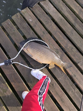 Mate Balogh, 21, Canada