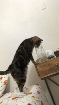 Amanda, 20, United States