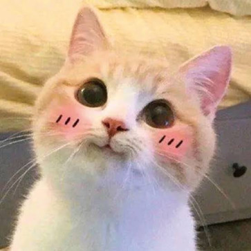 Cherry_blossom, 99, India