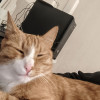 Snebsi