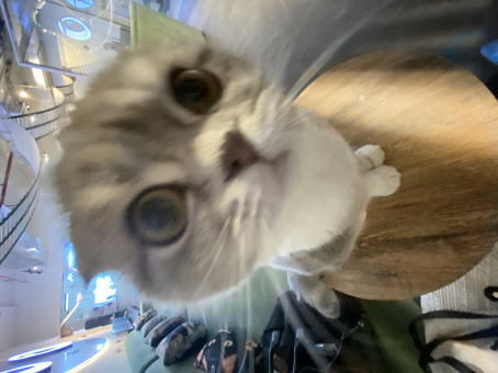 Nobodyhehehe, 19, Qatar