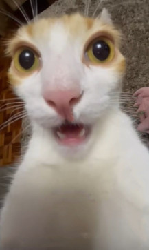 B1g Dih, 20, United States