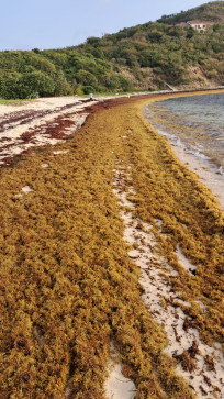 Caploco, 18, Virgin Islands, British