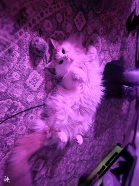 Ciera Veleta, 26, United States