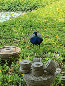 Krishna Reddy, 99, India