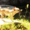 Esme