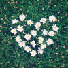 cheezy_daisy