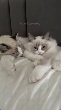 Tracy, 25, United States