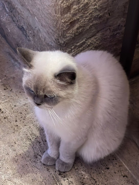 Hannana, 18, Germany