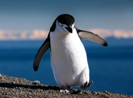 Whyysoserious, 21, India