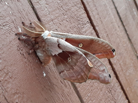 Falloutguy, 38, United States