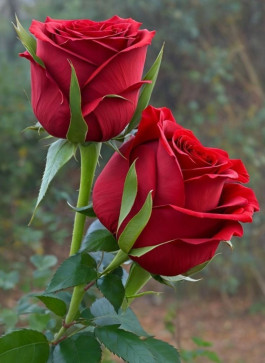 Patricia Heaton, 61, United States