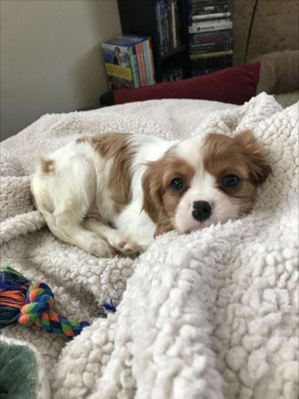 Bella