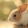 KUNAL_