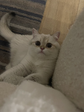Luis