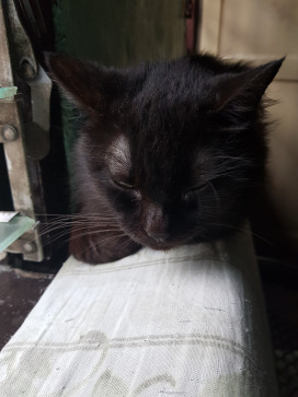 Lucille