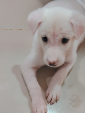 Beebee