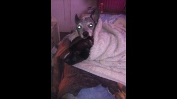 Fox In A Box, 21, United States