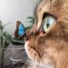 Crystal Dreams