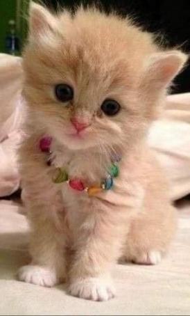 Sarah Ahmed, 50, Sudan