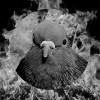 meteor burns