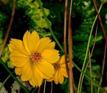 Sachi, 25, Sri Lanka