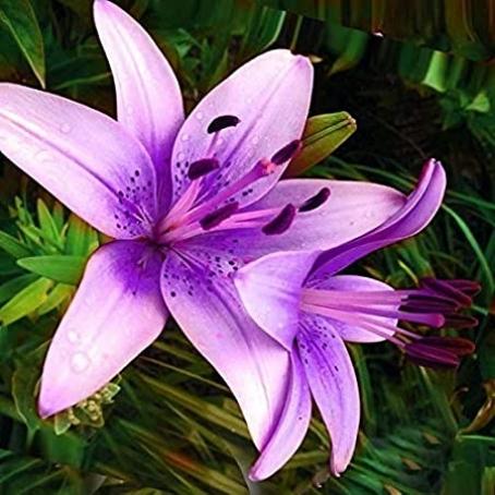 Daniel, 99, United States