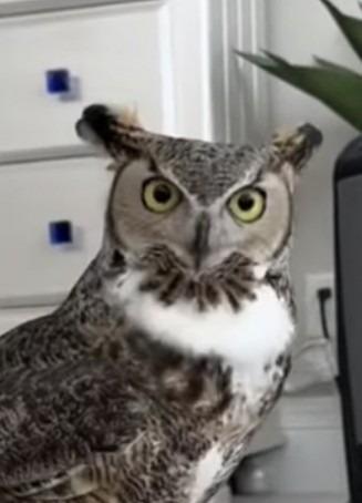 Owl , 59, United States