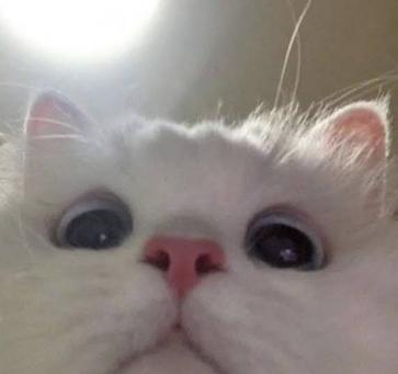 Are U Hooman, 21