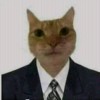 El gatto