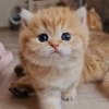 Suraj