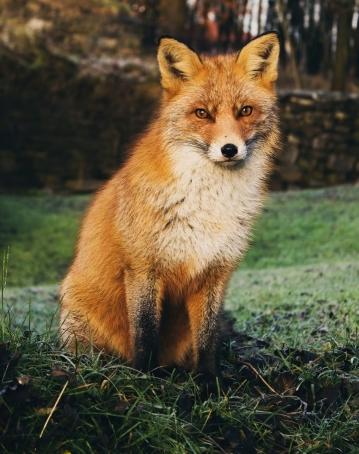 Foxm76 , 46, United Kingdom