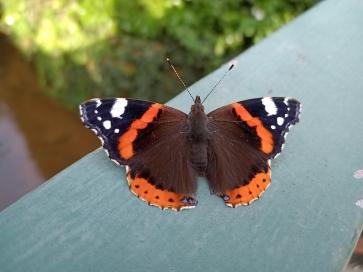 Dnb33, 35, United Kingdom