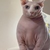 Rinato
