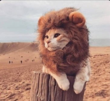 Unicorn, 26, India