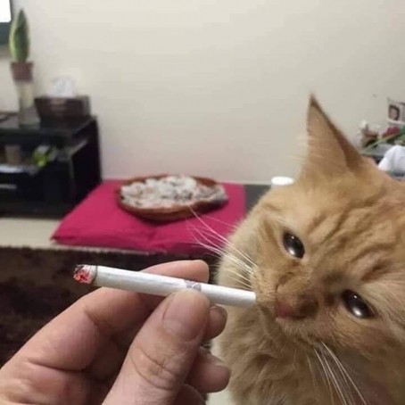 Davinci, 99, Egypt