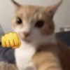 Kosi