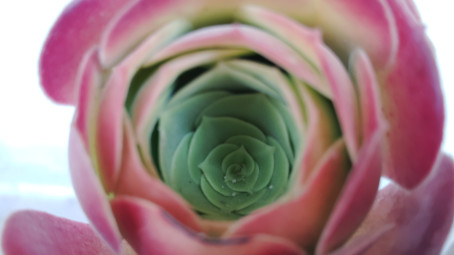 Marc , 33, United States