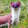 DoritoWeasel, 25, United Kingdom
