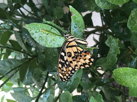 Monica, 55, Philippines