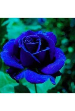 Blue Rose, 57, United States