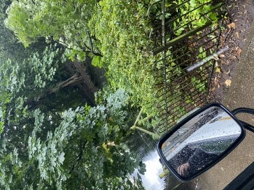 Treedude , 25, United Kingdom