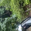 Treedude 