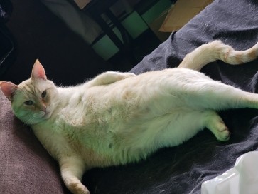 Tophi, 32, Canada
