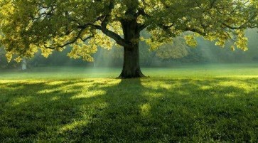 Tree, 30, Philippines