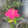 Akash_Marathi