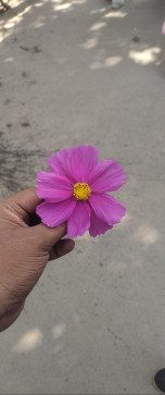 Rajesh Sharma