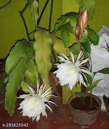 Pooja, 21, India