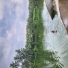 Davidjeev