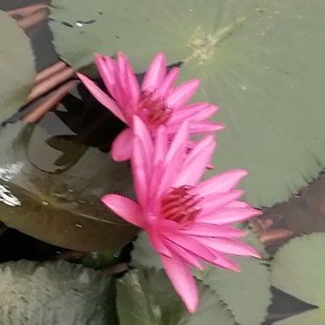 ArabGuyPs, 35, Malaysia